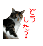 三毛猫みーにゃ基本のご挨拶（個別スタンプ：19）