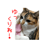 三毛猫みーにゃ基本のご挨拶（個別スタンプ：20）