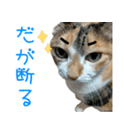 三毛猫みーにゃ基本のご挨拶（個別スタンプ：24）