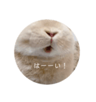 zesuすたんぷ。（個別スタンプ：8）