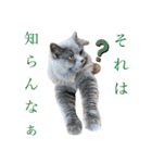 男かな？女かな？でお馴染みのクマです！1（個別スタンプ：3）