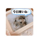 僕はイケメンのマロ！（個別スタンプ：1）