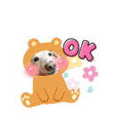 我が家のソラちゃん③（個別スタンプ：8）
