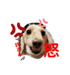 我が家のソラちゃん③（個別スタンプ：11）
