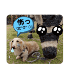 我が家のソラちゃん③（個別スタンプ：13）