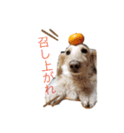 我が家のソラちゃん③（個別スタンプ：15）