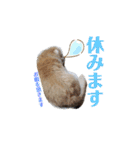 我が家のソラちゃん③（個別スタンプ：16）