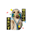 我が家のソラちゃん③（個別スタンプ：32）
