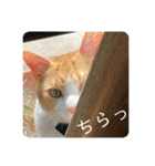 茶とら白ねこの写真スタンプ（個別スタンプ：1）