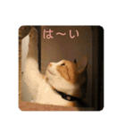 茶とら白ねこの写真スタンプ（個別スタンプ：5）