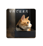 茶とら白ねこの写真スタンプ（個別スタンプ：28）