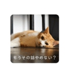 茶とら白ねこの写真スタンプ（個別スタンプ：35）