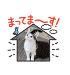 可愛い猫さん達スタンプ（個別スタンプ：16）