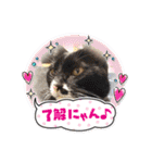 可愛い猫さん達スタンプ（個別スタンプ：20）