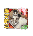 可愛い猫さん達スタンプ（個別スタンプ：31）