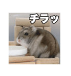 絹毛のハム3（個別スタンプ：1）