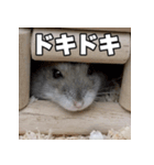 絹毛のハム3（個別スタンプ：2）