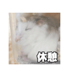 絹毛のハム3（個別スタンプ：4）