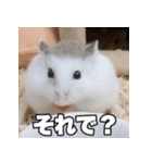 絹毛のハム3（個別スタンプ：5）