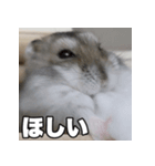 絹毛のハム3（個別スタンプ：6）