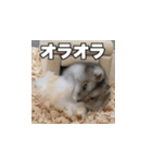 絹毛のハム3（個別スタンプ：7）