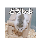 絹毛のハム3（個別スタンプ：8）