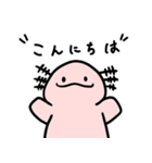ウーパールーパーのるぱちゃん（個別スタンプ：1）