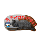 くるくる猫ヴィヴィ（個別スタンプ：30）