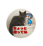 くるくる猫ヴィヴィ（個別スタンプ：31）