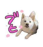 こてむぎ∵⃝（個別スタンプ：2）