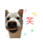 こてむぎ∵⃝（個別スタンプ：6）