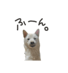 こてむぎ∵⃝（個別スタンプ：10）