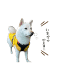 こてむぎ∵⃝（個別スタンプ：11）