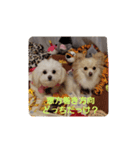LUNA＆SEAです！！イベントだワンワン！！（個別スタンプ：2）