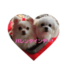 LUNA＆SEAです！！イベントだワンワン！！（個別スタンプ：4）