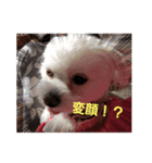 LUNA＆SEAです！！イベントだワンワン！！（個別スタンプ：5）