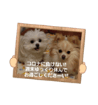 LUNA＆SEAです！！イベントだワンワン！！（個別スタンプ：6）