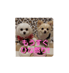 LUNA＆SEAです！！イベントだワンワン！！（個別スタンプ：7）