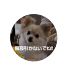 LUNA＆SEAです！！イベントだワンワン！！（個別スタンプ：8）