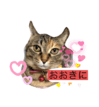 あんずちゃん其の3（個別スタンプ：2）