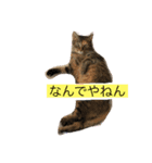 あんずちゃん其の3（個別スタンプ：3）