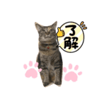 あんずちゃん其の3（個別スタンプ：4）
