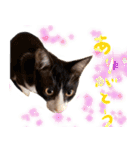 とみぃ＆八  猫写真スタンプ4（個別スタンプ：1）