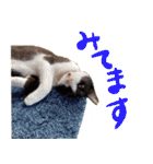とみぃ＆八  猫写真スタンプ4（個別スタンプ：5）
