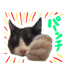 とみぃ＆八  猫写真スタンプ4（個別スタンプ：7）