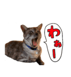 とみぃ＆八  猫写真スタンプ4（個別スタンプ：12）