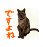 とみぃ＆八  猫写真スタンプ4（個別スタンプ：14）