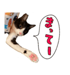 とみぃ＆八  猫写真スタンプ4（個別スタンプ：15）