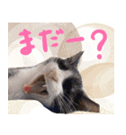 とみぃ＆八  猫写真スタンプ4（個別スタンプ：18）