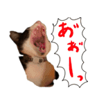 とみぃ＆八  猫写真スタンプ4（個別スタンプ：20）
